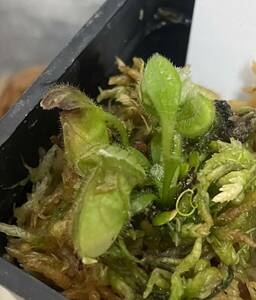 △C.follicularis ”Eden Black” (cedric) セファロタス　Cephalotus食虫植物