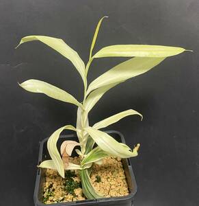 △N. gracilis　”全斑”　 　ウツボカズラ　Nepenthes 属　食虫植物 