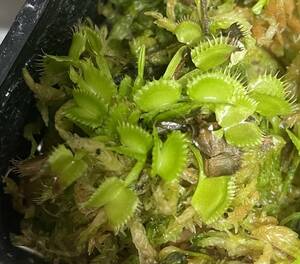 △D. muscipula　” were wolf X were wolf” 　ハエトリソウ Dionaea 　食虫植物