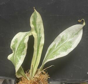 △N.ampullaria”variegata”斑入り　ES　　ウツボカズラ　Nepenthes属　食虫植物　 