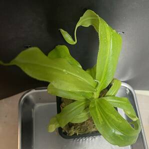 △N. mirabilis ”variegata” 斑入り  ウツボカズラ Nepenthes 食虫植物 の画像1