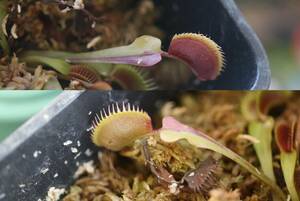 △D. muscipula　”jolly joker” 　ハエトリソウ　Dionaea 食虫植物