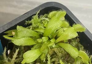 △D. muscipula　” Phalanx ”CK 　ハエトリソウ Dionaea 　食虫植物