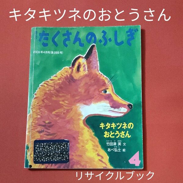 リサイクル図書　月刊 たくさんのふしぎ 　キタキツネのおとうさん　 福音館書店