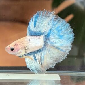  double tail betta male yellow color . blue Gris  cell 