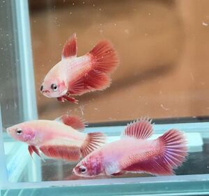  betta . fish 3 pcs set pink & red half moon 