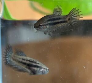  betta . fish female 2 pcs King Crown .. black o- Kid 