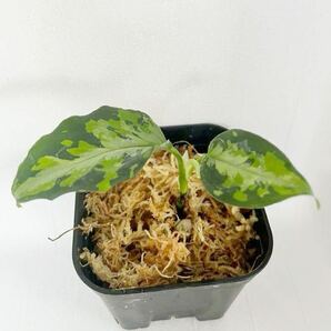 Aglaonema pictum type NIRVASH from Pulau Nias【AZ0611-3】ver MES アグラオネマ ピクタム''タイプ ニルヴァーシュ''の画像1