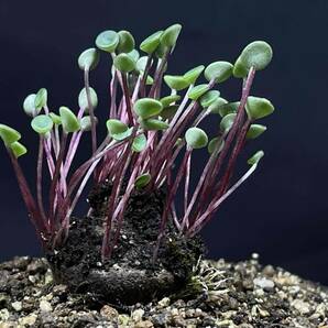 Peperomia jalcaensis Peru アンデス北部山岳エリア 標高3,500m ペペロミア ジャルカエンシス 赤軸タイプ・塊根・多肉植物の画像2