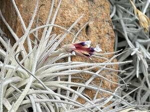 Tillandsia oblivata Peru アンデス北部山岳エリア　標高2,900m 1 ティランジア オブリバータ チランジア