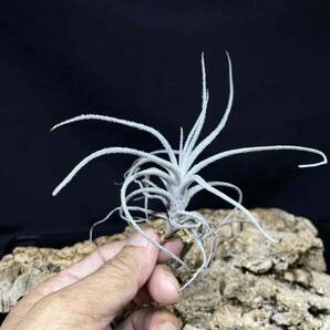 Tillandsia oblivata Peru アンデス北部山岳エリア 標高2,900m 1 ティランジア オブリバータ チランジアの画像2