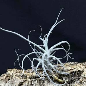 Tillandsia oblivata Peru アンデス北部山岳エリア 標高2,900m 2 ティランジア オブリバータ チランジアの画像4