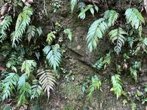 Danaea jenmanii Tarapoto Peru 標高1,000m　南米のリュウビンタイ　シダ_画像2