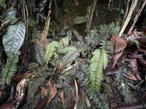 Danaea lanceolata Guayacanes Ecuador alt800m　ダナエア　ランセオラータ・シダ・リュウビンタイ・南米