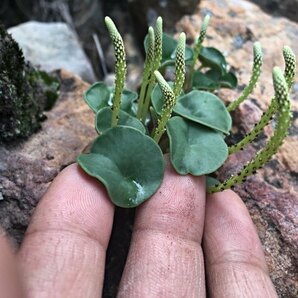 Peperomia cf.andina Peru アンデス北部山岳エリア 標高2,900m ペペロミア アンディナ 塊根・ 多肉の画像7