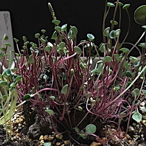 Peperomia jalcaensis Peru アンデス北部山岳エリア 標高3,500m ペペロミア ジャルカエンシス 変わり芋・塊根・多肉植物の画像7