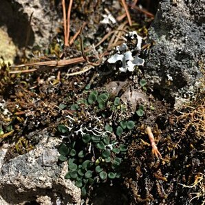 Peperomia jalcaensis Peru アンデス北部山岳エリア 標高3,500m ペペロミア ジャルカエンシス 赤軸タイプ・塊根・多肉植物の画像6