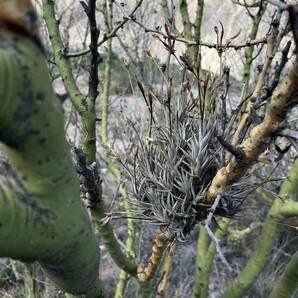 Tillandsia erecta Mendoza Argentina alt1,200m ティランジア エレクタ ２ ディアフォランテマ属 チランジアの画像1