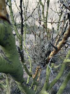 Tillandsia erecta Mendoza Argentina alt1,200mti Ran jiaerekta Deere . Ran tema.chi Ran jia