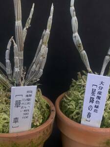 セッコク(長生蘭） 豪華2点　優良品②