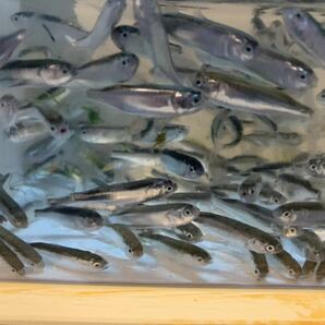 特売セール★活魚、海水魚★幼魚ボラ2.5〜4cm前後、ペットの餌やり抜群です。500匹セットの画像3
