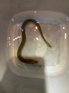 .) freshwater fish eel 30cm rom and rear (before and after) 1 pcs 