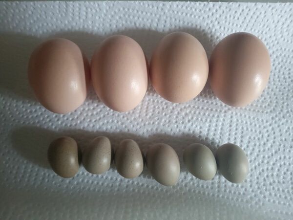 烏骨鶏卵有精卵4個＋おまけヒメウズラ卵有精卵6個付き！！ 平飼い 卵 食用 有精卵