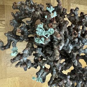 大株 ペラルゴニウム ミラビレ 発根済 mirabile 塊根植物 Pelargonium パキプス グラキリス コーデックス 良型 現地株 の画像5