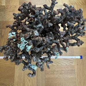 大株 ペラルゴニウム ミラビレ 発根済 mirabile 塊根植物 Pelargonium パキプス グラキリス コーデックス 良型 現地株 の画像6