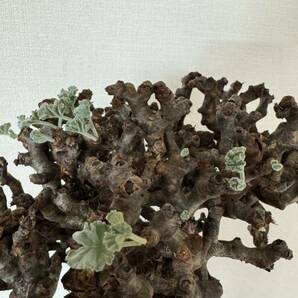 大株 ペラルゴニウム ミラビレ 発根済 mirabile 塊根植物 Pelargonium パキプス グラキリス コーデックス 良型 現地株 の画像9