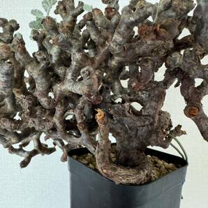 大株 ペラルゴニウム ミラビレ 発根済 mirabile 塊根植物 Pelargonium パキプス グラキリス コーデックス 良型 現地株 の画像7