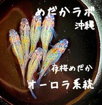 極上厳選■夜桜めだか■【有精卵20個+α】 夜桜 ブラックダイヤ エメキン オーロラブラック 幹之 静楽庵 ヒカリ 宮桜 ユリシス 3_画像1