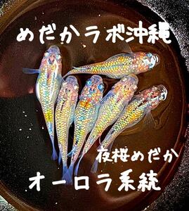 極上厳選■夜桜めだか■【有精卵20個+α】 夜桜 ブラックダイヤ エメキン オーロラブラック 幹之 静楽庵 ヒカリ 宮桜 ユリシス 1