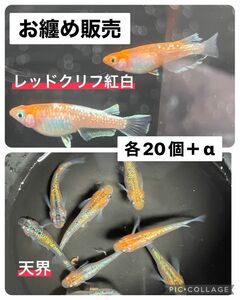 メダカ有精卵　おまとめ販売　レッドクリフ紅白20個＋α、天界20個＋α