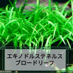 8種水草セット グリーンロタラ sphra エキノドルステネルス ミリオフィラムガイアナドワーフ マクランドラ ブラッドレッドの画像9