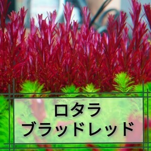 8種水草セット グリーンロタラ sphra エキノドルステネルス ミリオフィラムガイアナドワーフ マクランドラ ブラッドレッドの画像8