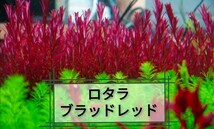 【赤系】4種水草セット　水中葉　ロタラブラッドレッド　sp hra 　マクランドラ　ルドウィジアスーパーレッド　_画像2