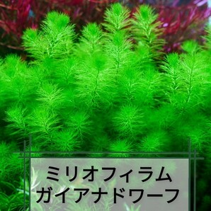 5種 水草セット グリーンロタラ sp hra   ロタラマクランドラ ミリオフィラムガイアナドワーフの画像5