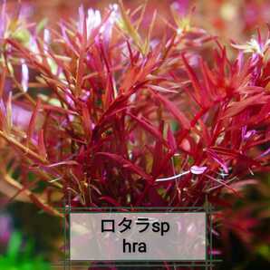 8種水草セット グリーンロタラ sphra エキノドルステネルス ミリオフィラムガイアナドワーフ マクランドラ ブラッドレッドの画像4