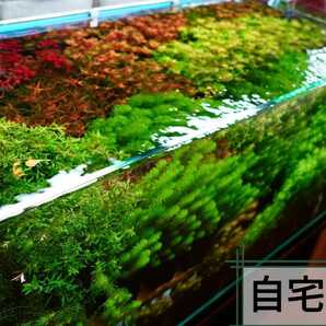 【赤系】4種水草セット 水中葉 ロタラブラッドレッド sp hra  マクランドラ ルドウィジアスーパーレッド の画像6