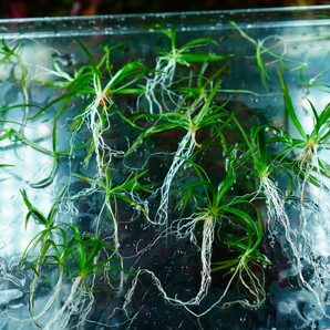 8種水草セット グリーンロタラ sphra エキノドルステネルス ミリオフィラムガイアナドワーフ マクランドラ ブラッドレッドの画像10