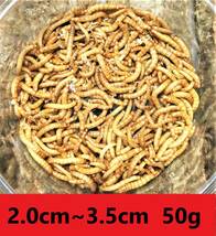 ★ミルワーム　５０ｇ★　送料無料！！2cm～3.5cmサイズ_画像1