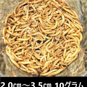 ★ミルワーム １０ｇ★ 送料無料！！2cm～3.5cmサイズの画像1