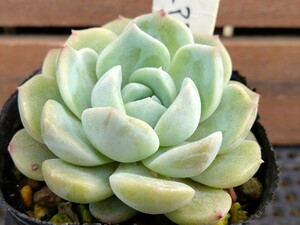 ピュアラブ 多肉植物 エケベリア 抜き苗