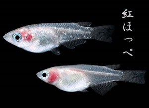 　めだか造り屋・紅ほっぺ・稚魚10匹・Nー1