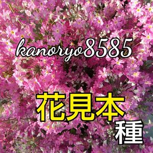 桜草 さくら草 さくらそう サクラソウ 種 タネ たね ピンク 秋・春蒔き 可愛い花 プランター 花壇 寄せ植え ガーデニング 