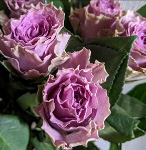 紫の薔薇　波状花弁　ケニアローズ　輸入薔薇　薔薇苗　ポット苗　バラ　ネコポス箱