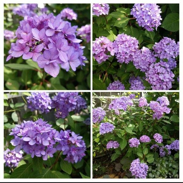 紫の山あじさい　花つき良し　発色良し　ヤマアジサイ　苗 苗木