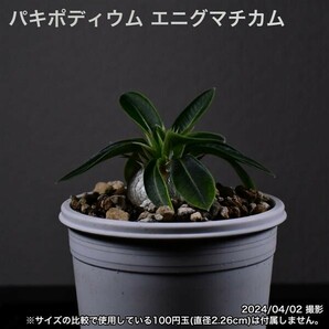 2YB 実生 パキポディウム エニグマチカム コーデックス 塊根植物の画像3