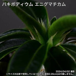 2YB 実生 パキポディウム エニグマチカム コーデックス 塊根植物の画像7